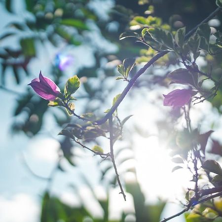 Villa Daksina ウブド 部屋 写真